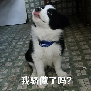 这5种狗你都敢养,建议新手便宜养的10种狗