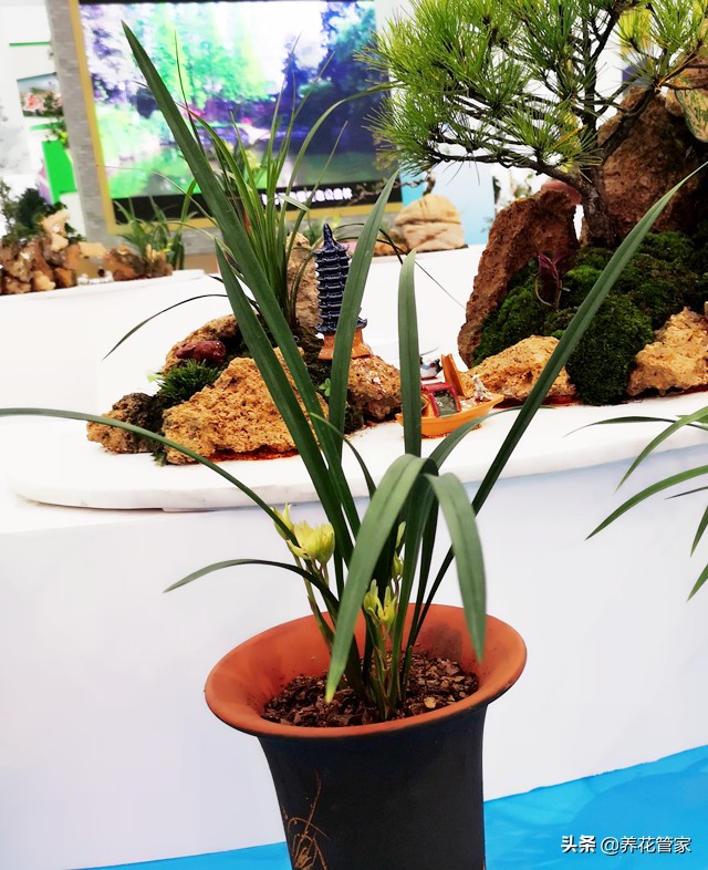 十大品种的兰花有哪几种,10月份开花的兰花品种多少钱一棵