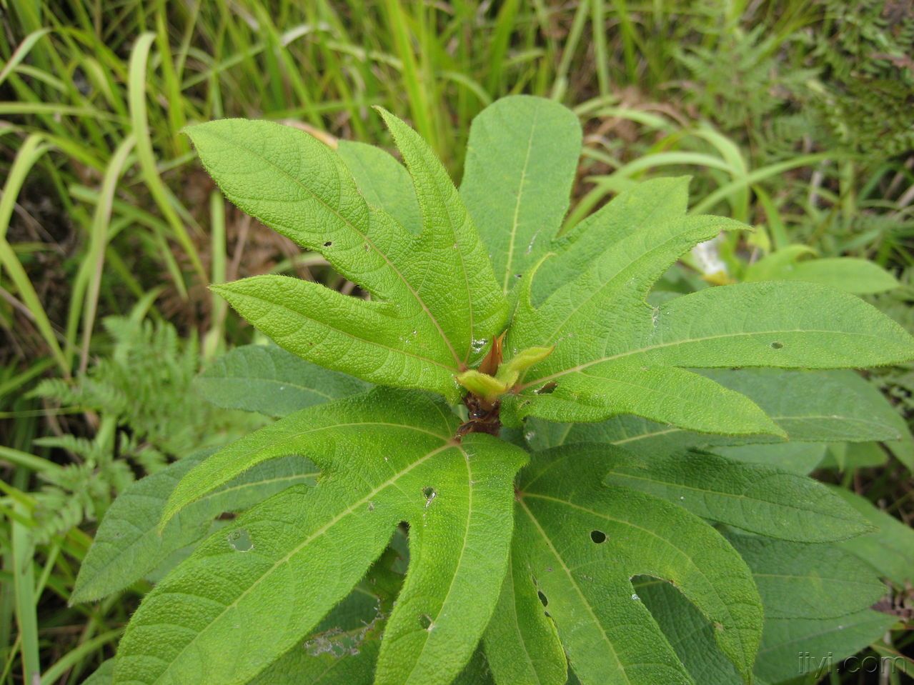 为什么叫人参榕树,古榕树有什么用