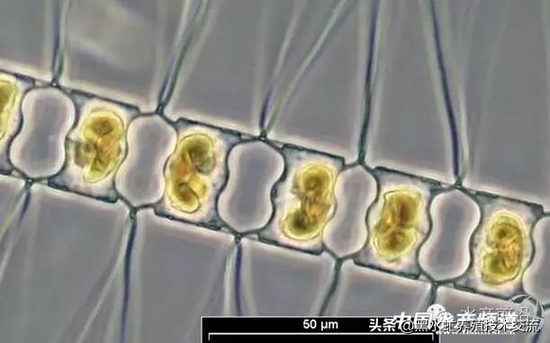 水产藻类大全图片,水产藻类知识大全