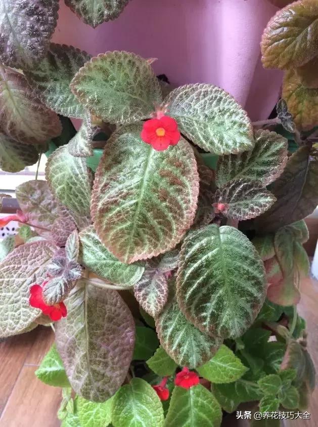 4种耐阴花好看好养活室内也能开,和绿萝长得很像耐阴的植物