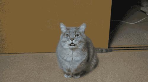 猫一天放了好几个臭屁,猫咪放的屁巨臭怎么回事