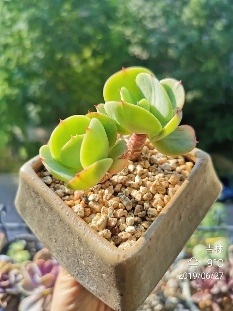 人生就像养多肉一样,人生如同养多肉时间不会怠慢