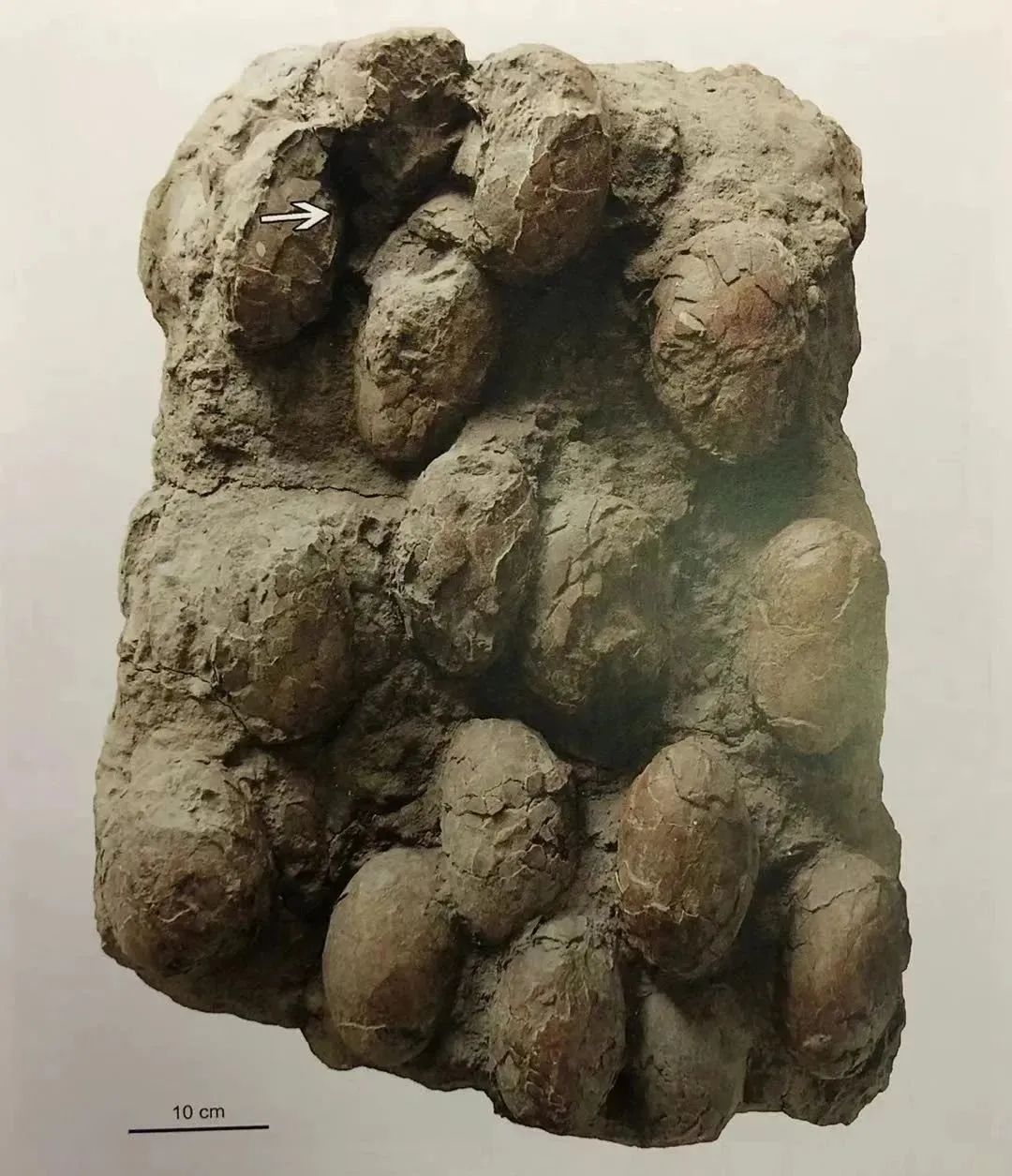 发现一亿年前的恐龙脚印,观往知来论据