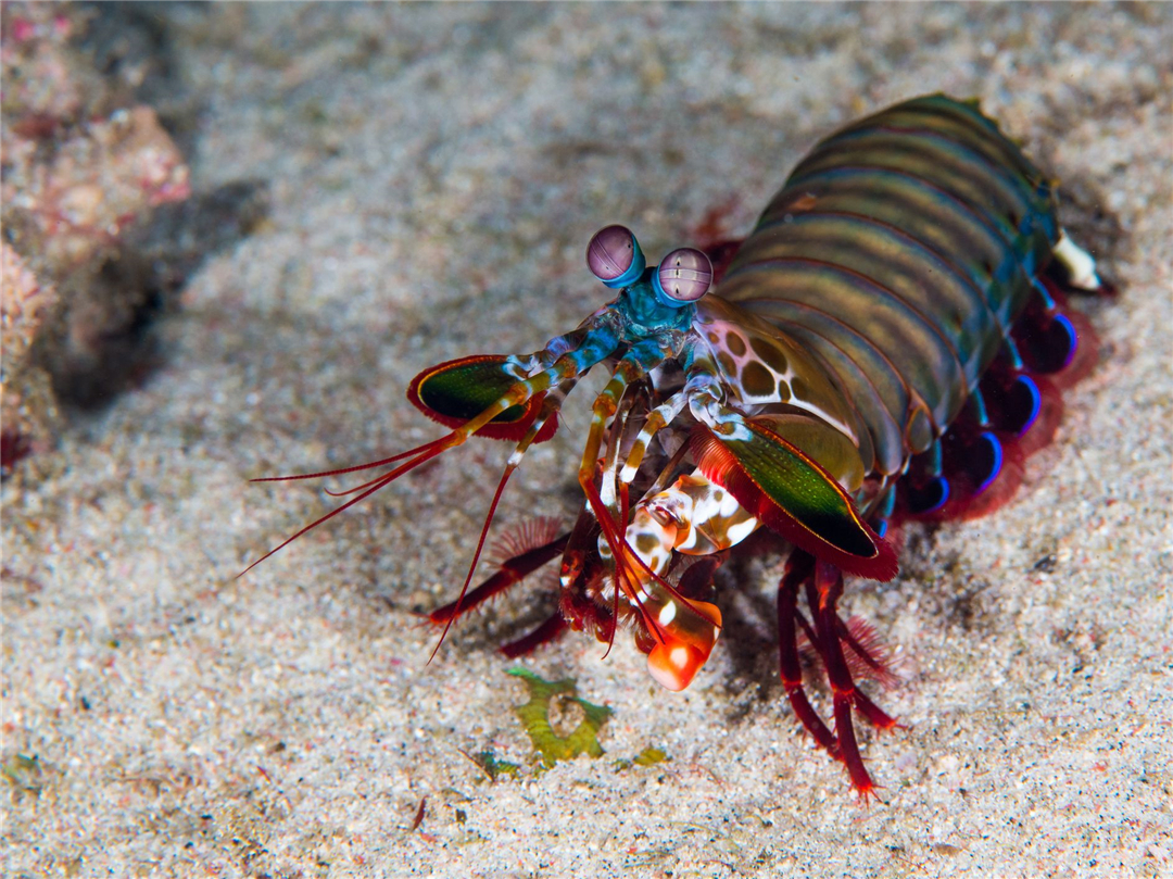 “拳风”能打出气爆，双螯能锤碎鱼缸，它凭什么如此嚣张？