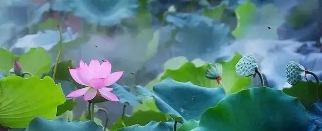 看图写话范文模板大全,看图写话万能模板范文