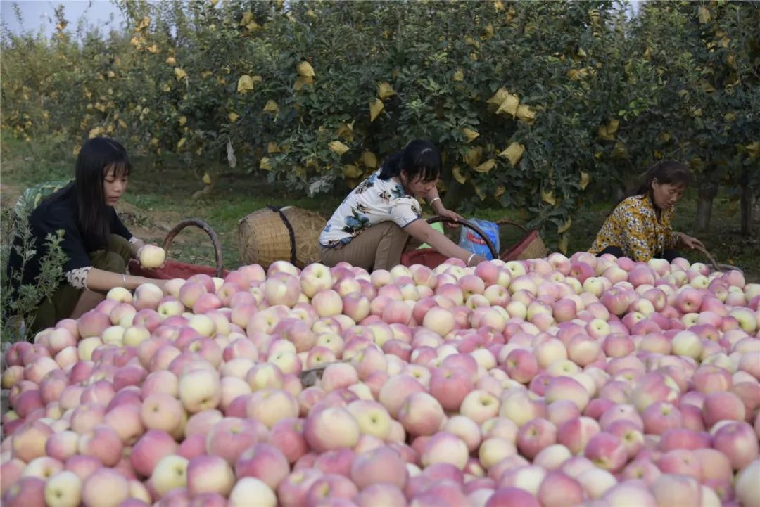 包苹果的女人们，那样美