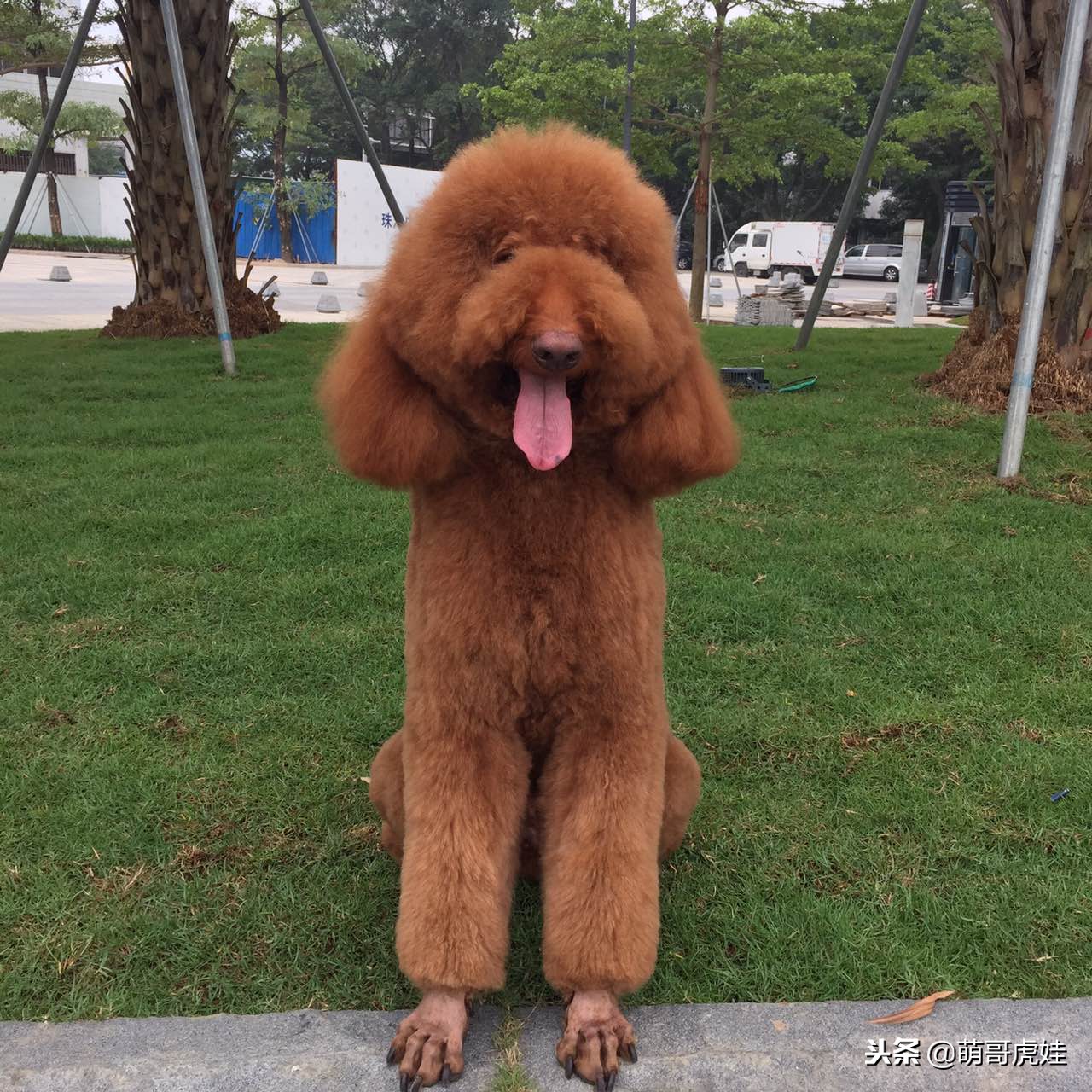 巨型贵宾犬剃完毛毛是什么样子的,巨型贵宾犬多大就能剪毛