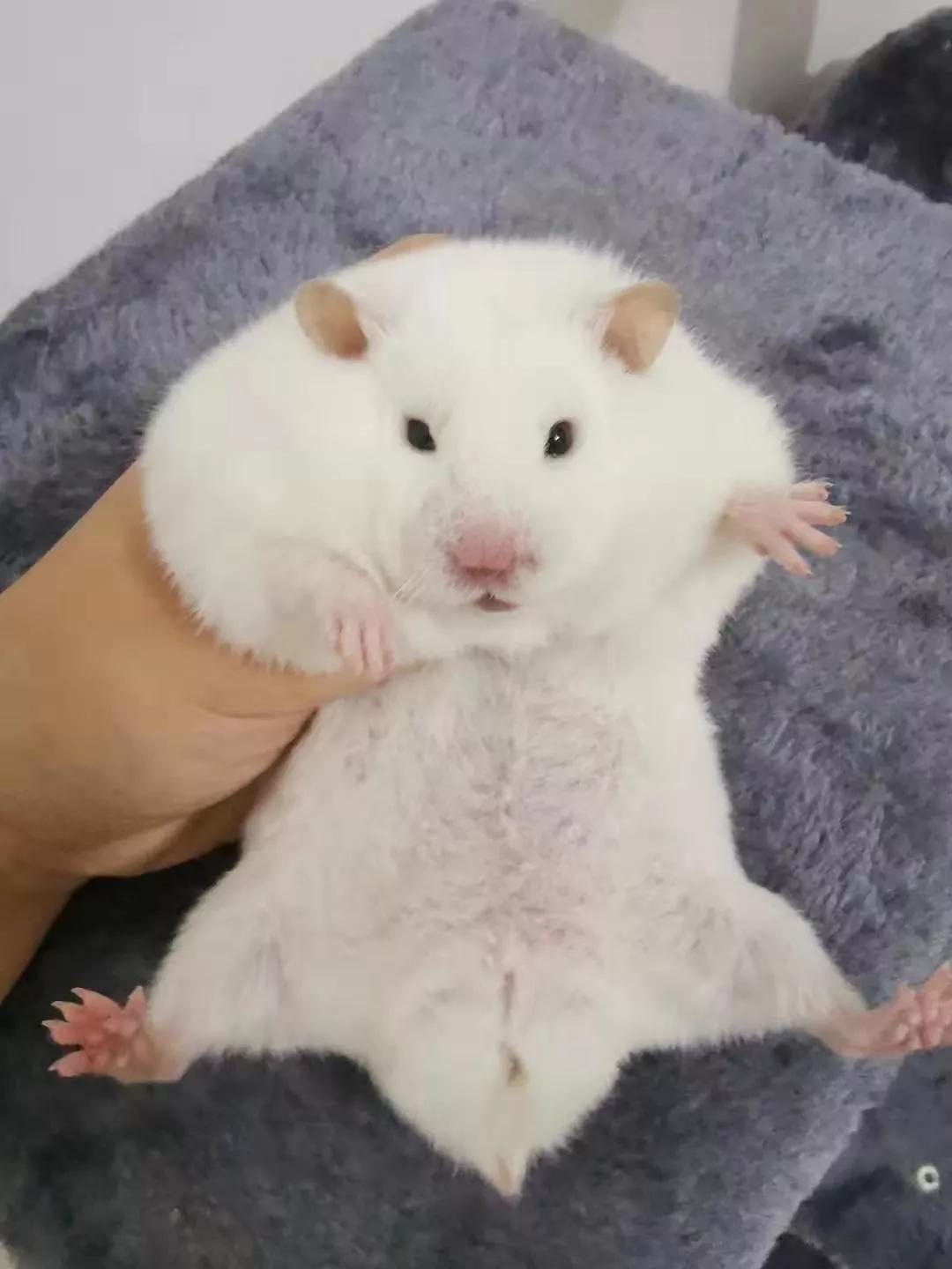 这位重庆妹子要和上百只仓鼠一起过鼠年，看来幸福非她莫“鼠”