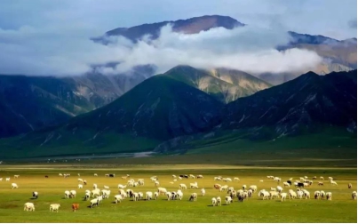 伊犁特点乳业驼奶,新疆驼奶粉和牛奶的区别