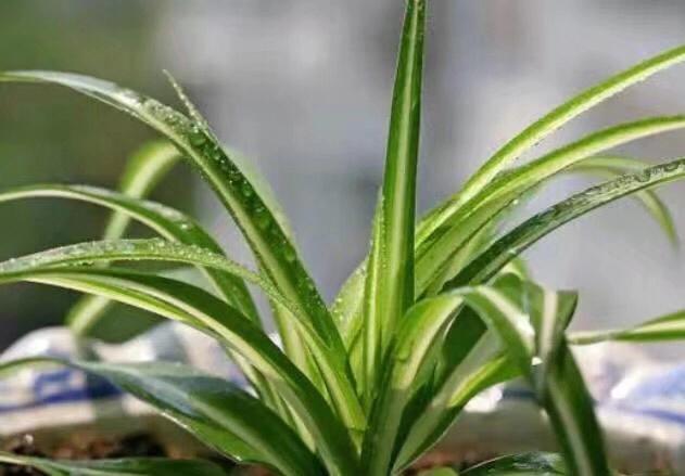 吊兰要怎么修剪才能养的茂盛,吊兰如何修剪叶子才能长得茂盛