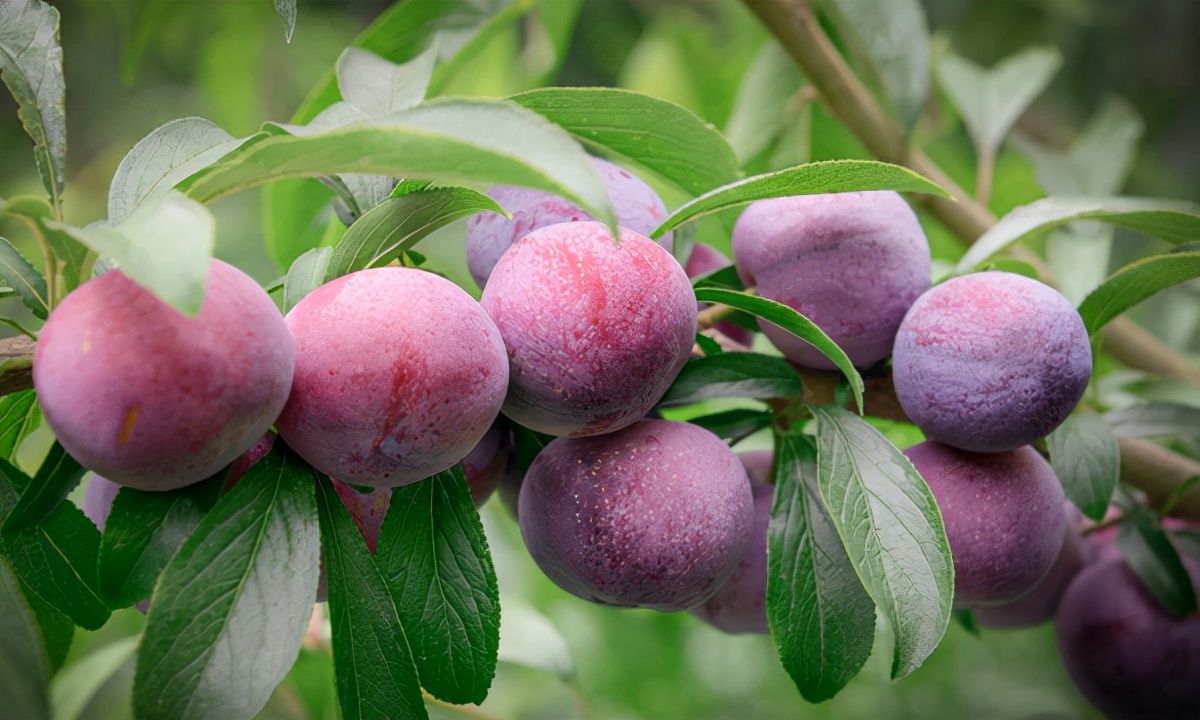 河北石家庄特产可带走的,石家庄正宗的十大特产