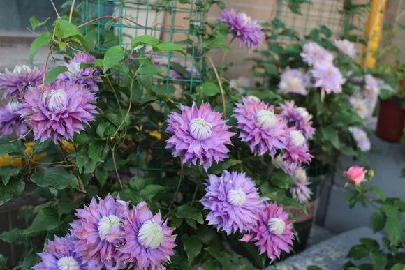 3种极品爬墙花30天爬满庭院,多季开花的爬墙花卉哪些最好养