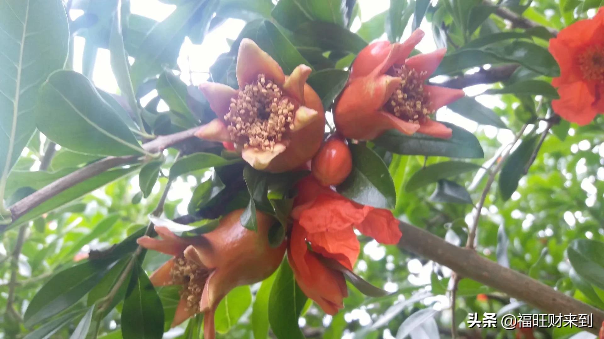 6月5号芒种,2018年6月6日芒种