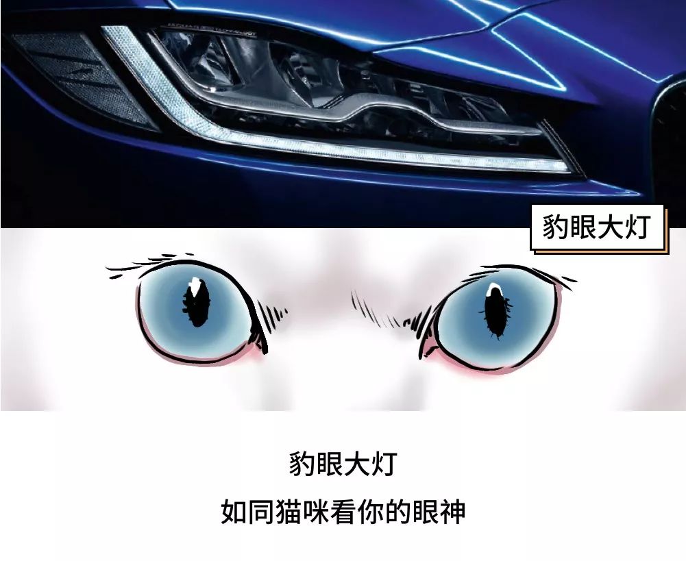 养猫的人到底有多有钱,北上广养猫的人