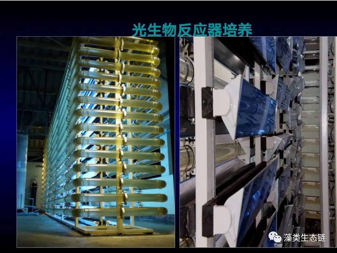 藻类培养课程视频教程,海南藻类生态链
