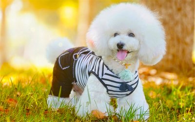 比熊犬毛发每天要怎么打理,比熊犬毛发怎么护理