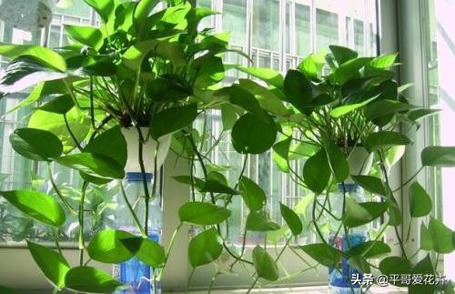 绿萝叶片发黄应该怎么治,绿萝叶片发黄是怎么回事儿