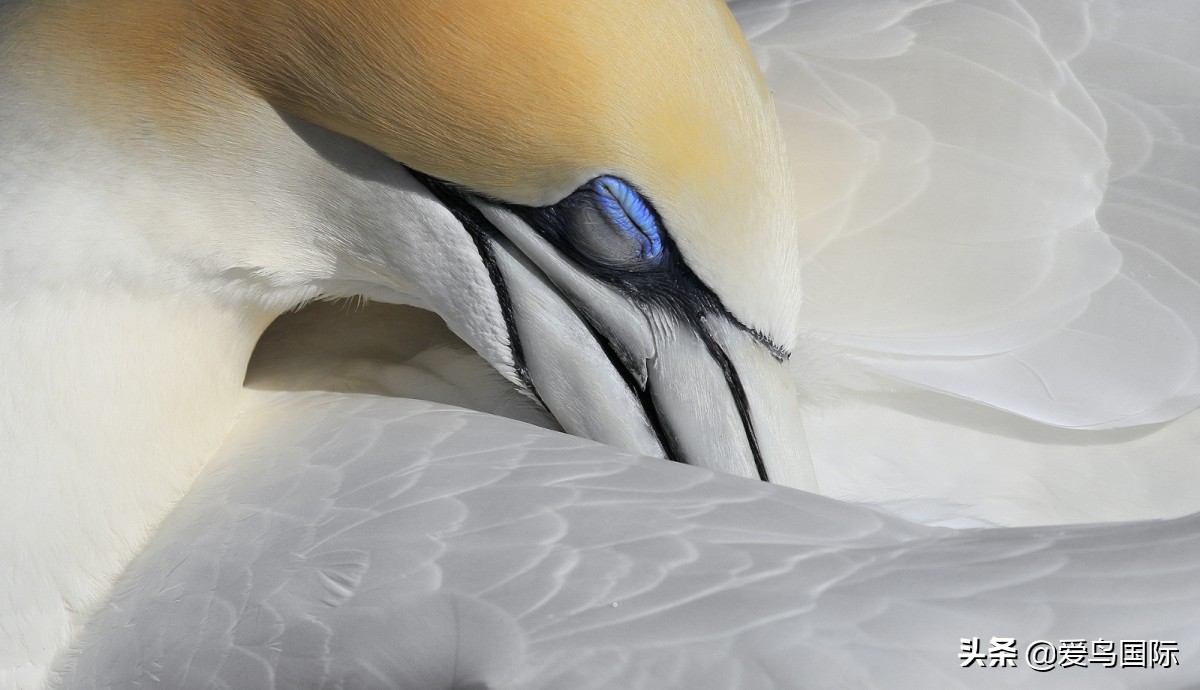 2020观鸟,观鸟大年影片