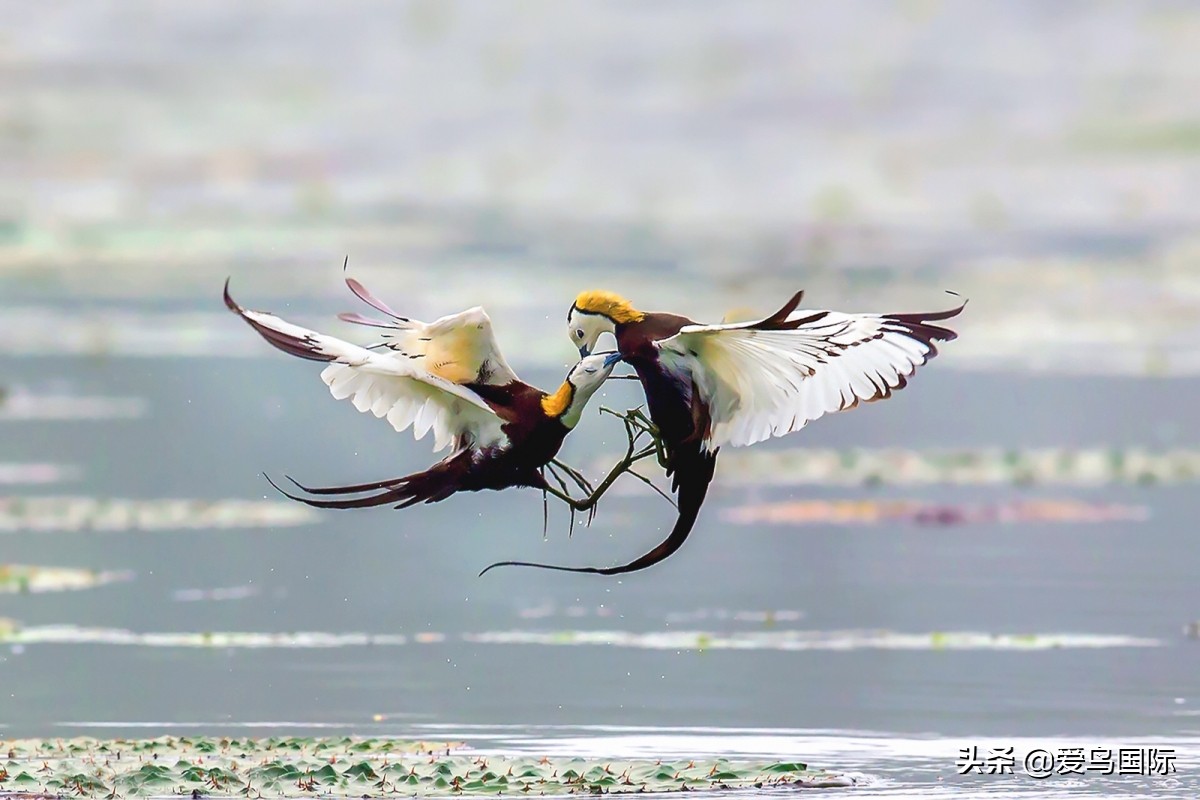 2020观鸟,观鸟大年影片