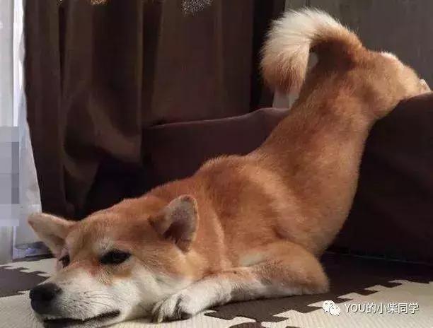 怎样买纯种的柴犬,哪里可买到又便宜又正宗的柴犬