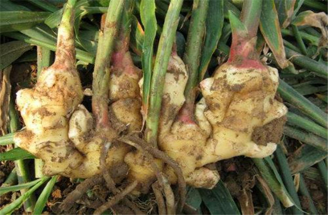 无公害生姜,生姜高产栽培种植技术要点是什么