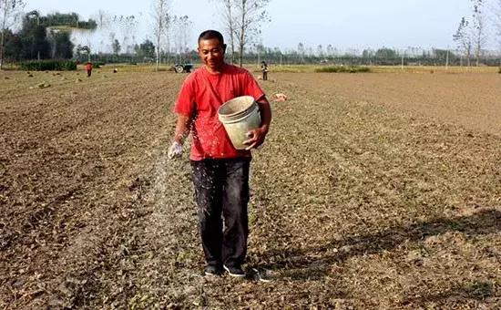 小麦播种过深发黄怎么办,小麦苗期发黄怎么补救最快