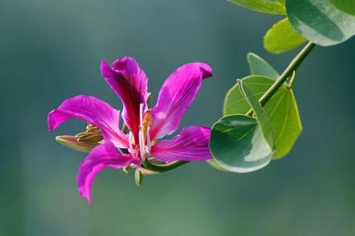 24个节气24朵花,你觉得24节气里面哪个节气最美