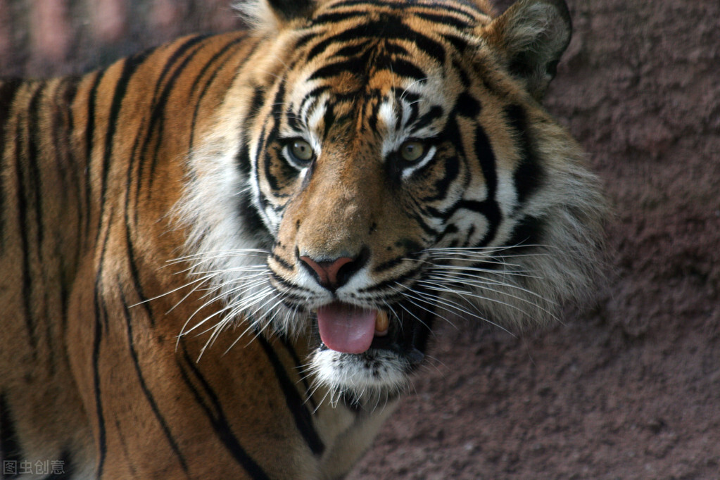 狮虎兽超过1000斤,狮虎幼崽体型对比