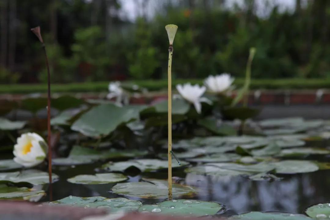 建一座完全不打药的生态花园，所有生命在这里和谐共处，值得收藏