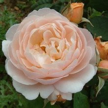 99棵月季,最值得入手的玫瑰月季