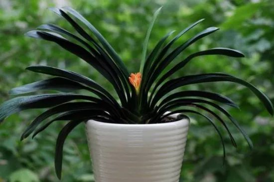 君子兰盆栽几月份换盆最好,绿植君子兰换土时间及方法