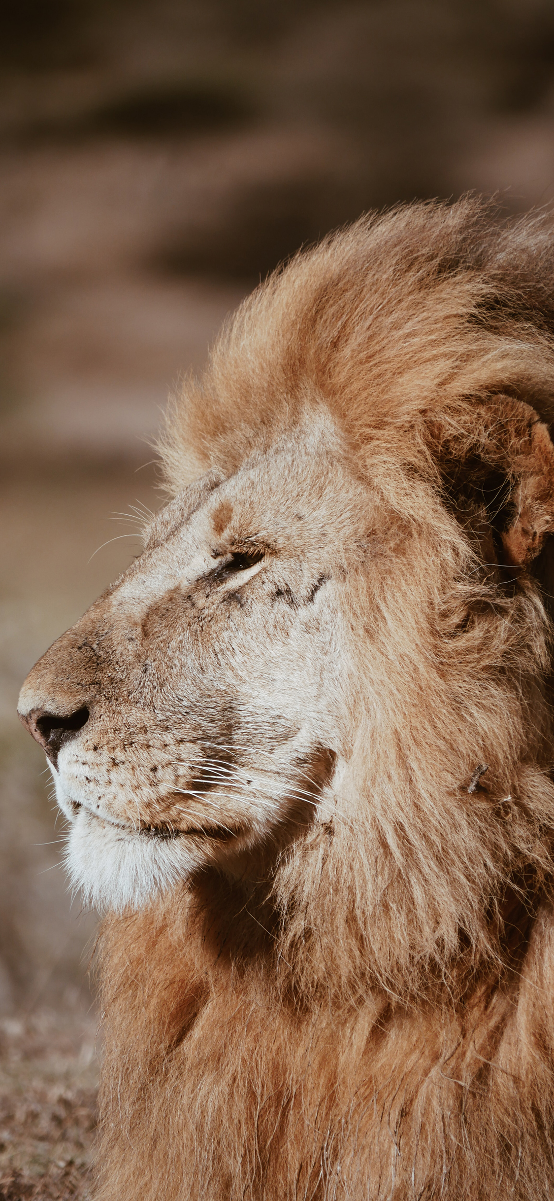 超级手机壁纸,超凶狮子壁纸