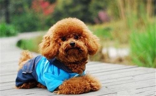 泰迪舔这几大地方，说明有事要发生了