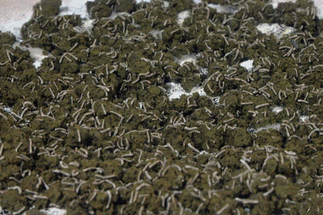 家蚕的养殖方法和注意事项,家蚕怎么培育