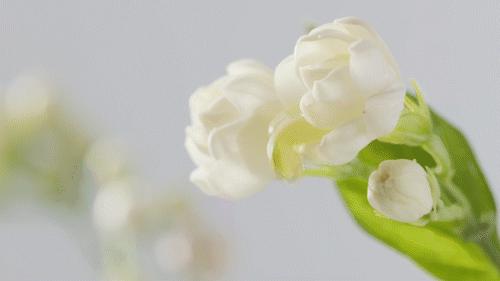 雪糕界的华为，这就是中国老上海的工匠精神，18分钟售出100000支