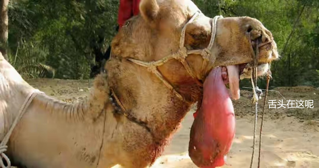 真是狗嘴里吐不出象牙,狗嘴里吐不出象牙但可以吐出蛇头