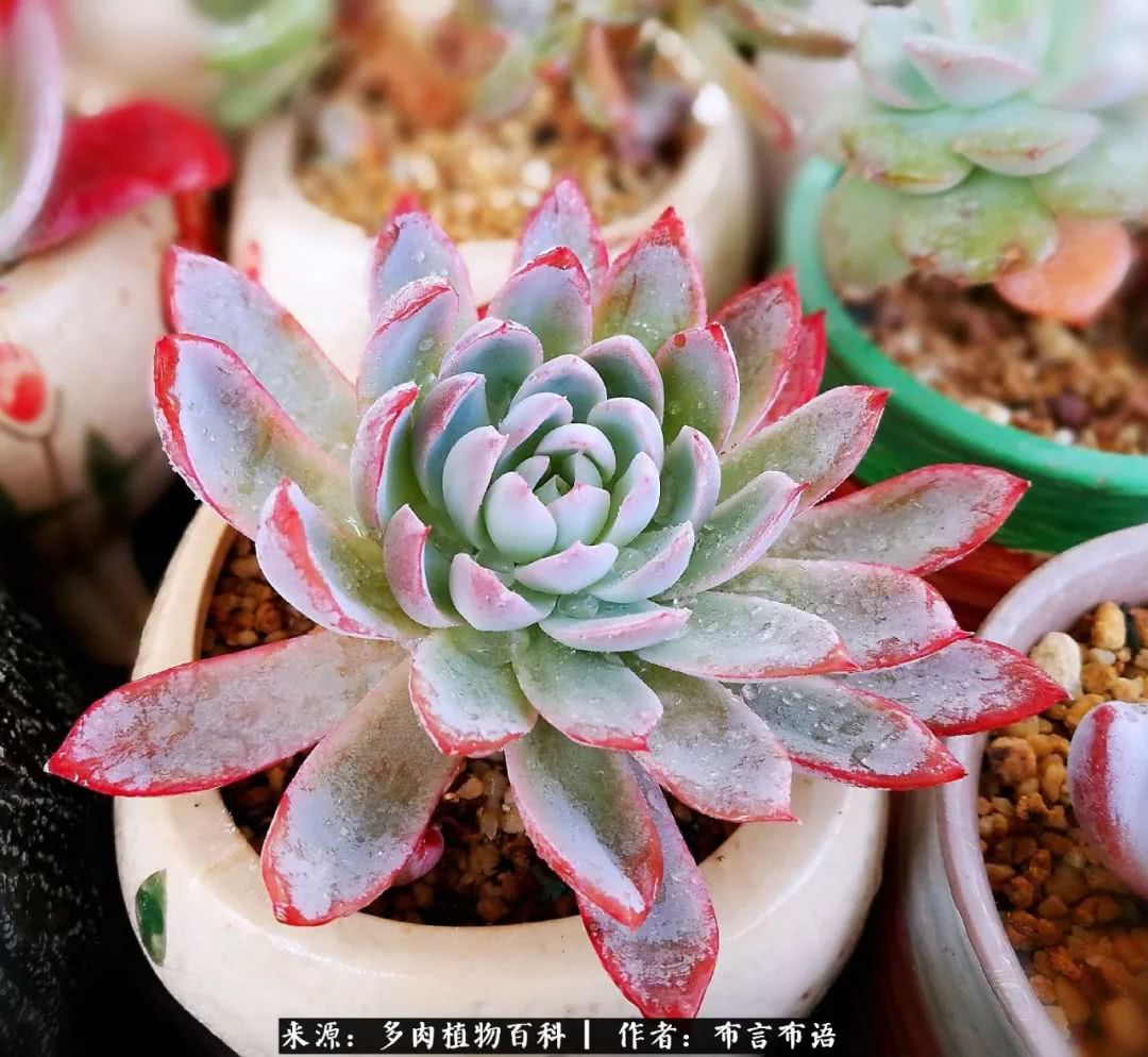 从多肉上感悟人生,多肉的真实生活感悟