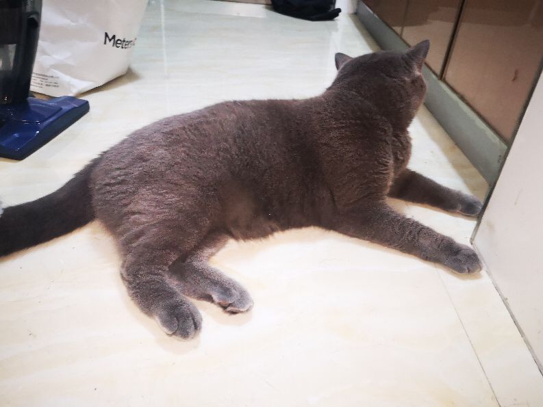 那些年养猫走过的弯路有哪些,新手养猫必备知识