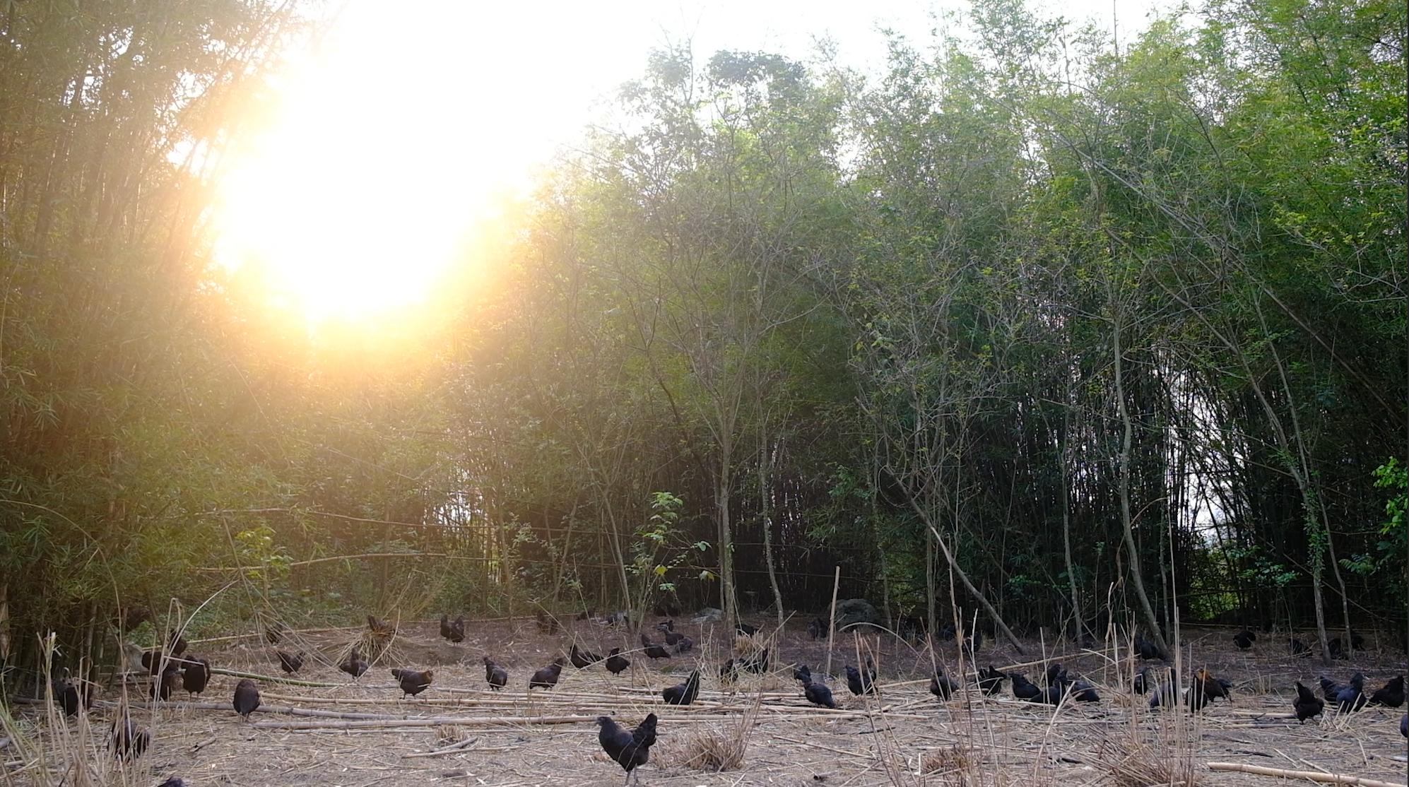 全身皮毛都是黑色的，长得像鸟一样的鸡，一年能卖8000多只