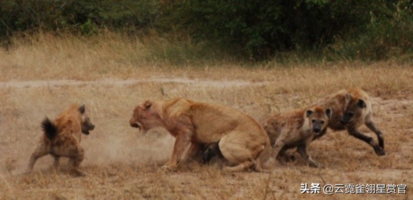 狮子是草原之王猫科动物吗,狮子是草原之王还是森林之王