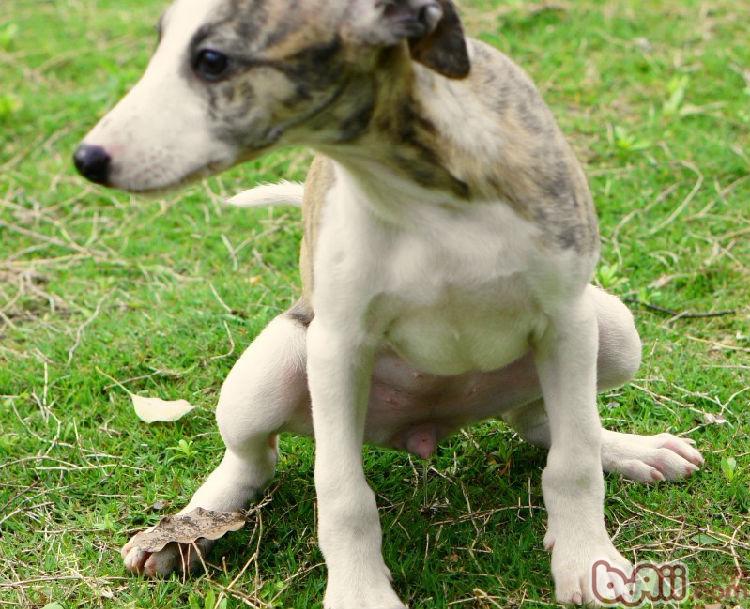 有尿你可别憋着，赵国卿文