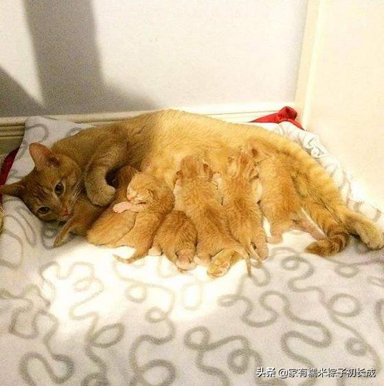 家里母猫正在生幼崽怎么处理,如何在家都能判断母猫是否怀孕