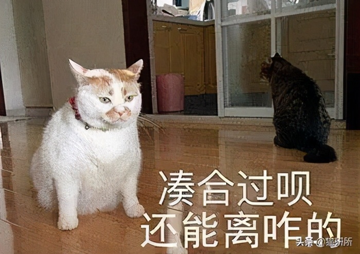 喵星人会得什么病,有什么方法能让猫咪不孕不育
