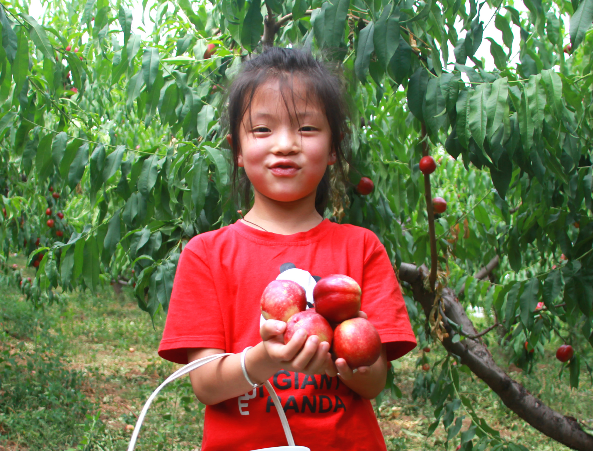 陕西周至露天甜油桃,周至骆峪水蜜桃