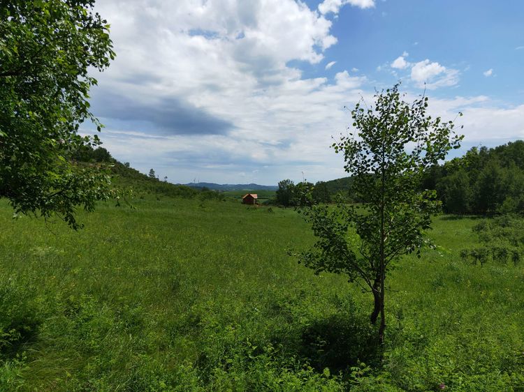 美丽的高岭塞罕坝,美丽的高岭朗诵