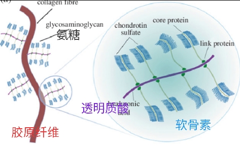 氨糖软骨素对骨关节好吗,关节炎吃氨糖和软骨素