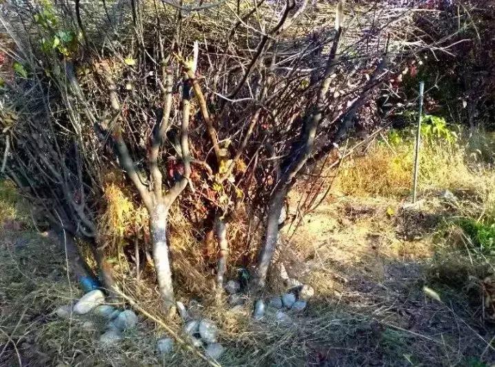 海淀拆违建最新消息,海淀区最牛的违建空中花园