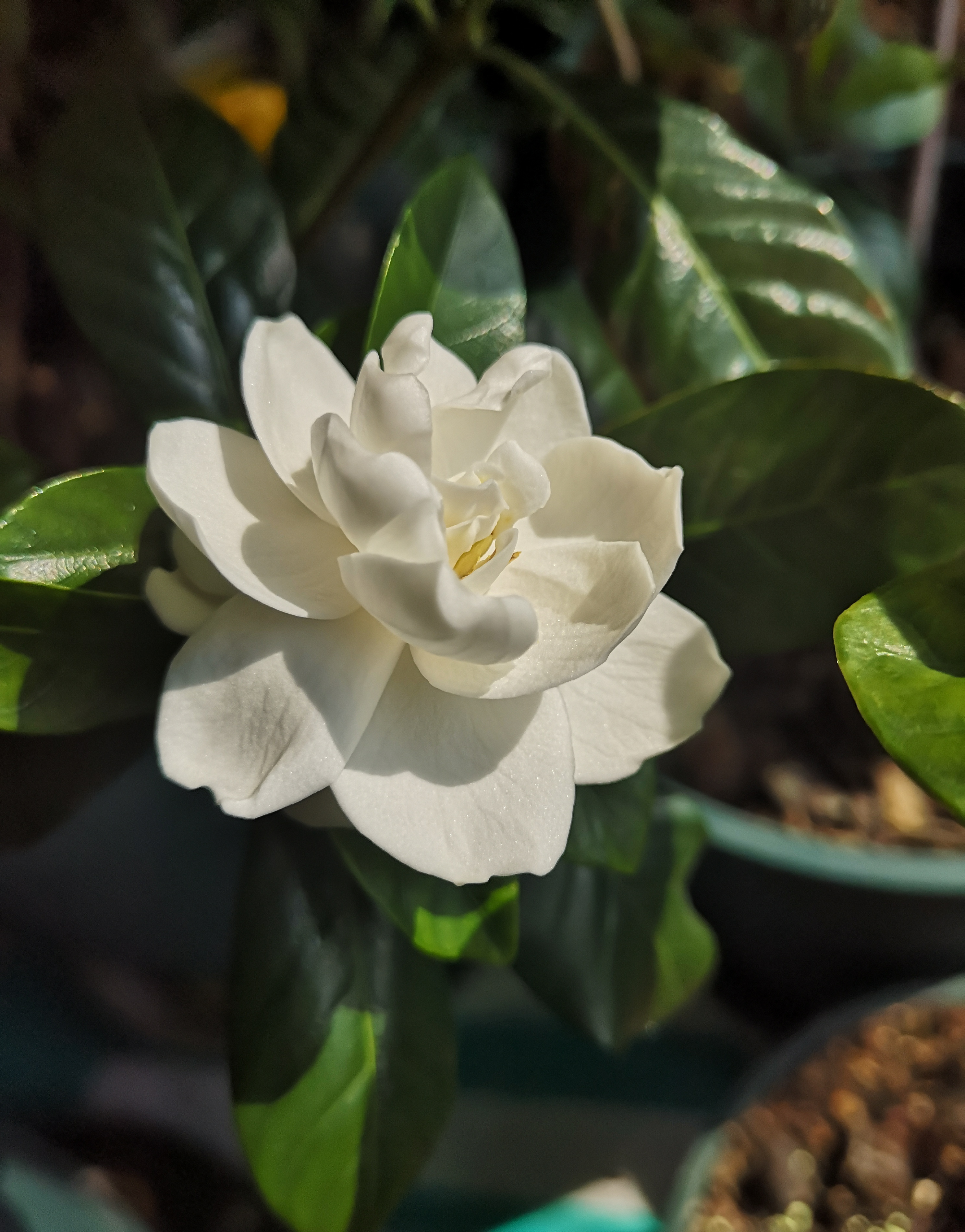 栀子花怎么养花骨朵才多,栀子花要怎么养才能把它养好