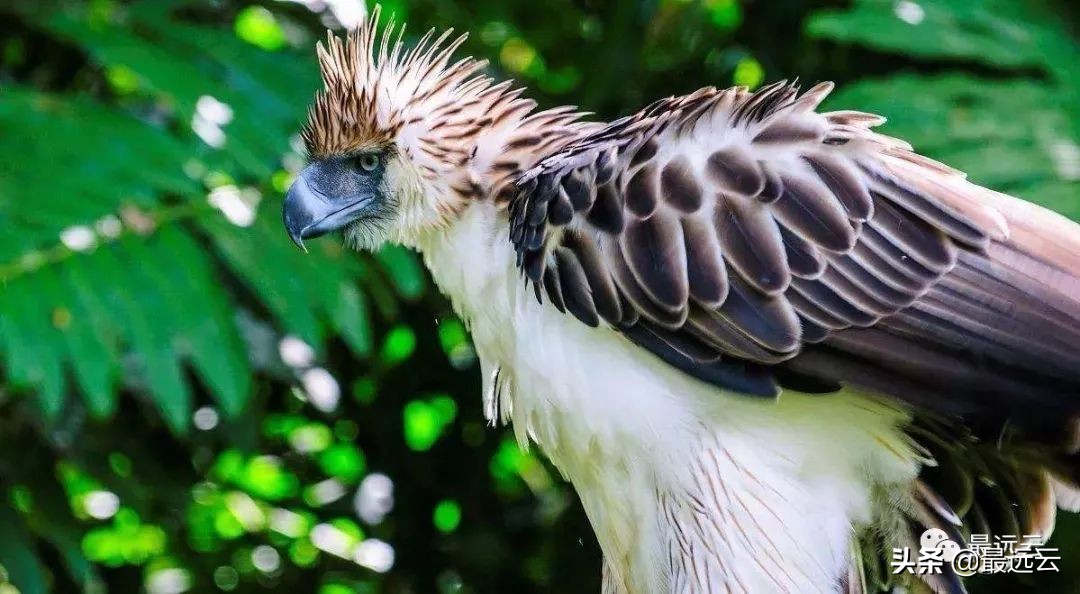 经典传奇湖底谜团水怪,尼斯湖水怪谜团